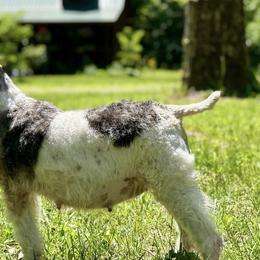 Natalie - Wire Fox Terrier