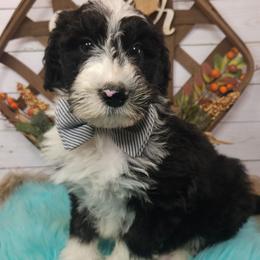 Hulk - Black and white male Sheepadoodle puppy in Farley, Iowa from Iowa's Doodle Co.