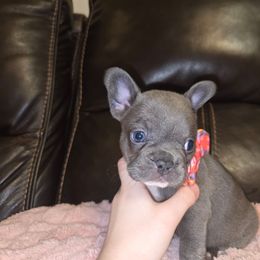 Chloe - Blue female French Bulldog puppy in Graham, Washington from Olivia's Miniature Schnauzer's and French Bulldogs