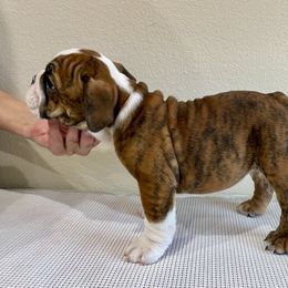 Bulldog All Grown Up from Kokopelli Bulldogs