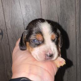 Arwen - Black and tan female Beagle puppy in Viper, Kentucky from Mountain Top