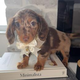 Winnie - Dapple female Dachshund puppy in North Fort Myers, Florida from Trust Fund Devil Kennel