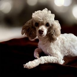 Tinkerbelle - Poodle