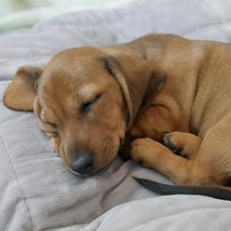 Mishka - Red male Dachshund puppy in Meridian, Idaho from Lucy’s Dachshund Home