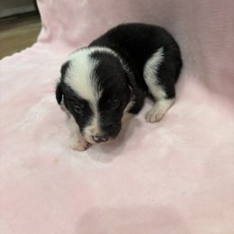 Border Collie Puppies from Vowell Farm Border Collies