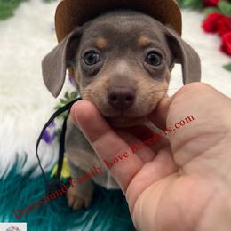Chihuahua, Companion Cross, and Dachshund Puppies from Dachshund Family Love Breeders