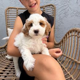 Amber - Parti female Goldendoodle puppy in Gilbert, Arizona from Doodle Bliss