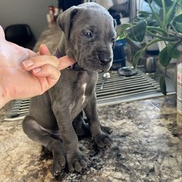 Lavender - Blue female Great Dane puppy in Plano, Texas from Blue Thunder Danes