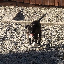 Staffordshire Bull Terrier Puppies from J Jax Staffords