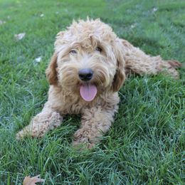Sandi - Goldendoodle