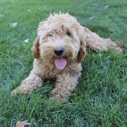 Sandi - Goldendoodle