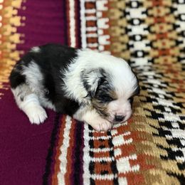 Boy 1 - Blue merle male Miniature Australian Shepherd puppy in Roaring River, North Carolina from Double-P Aussies