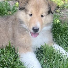 Collies from Wild Wind B