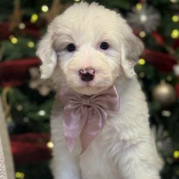 Orange collar girl - Merle female Sheepadoodle puppy in Mesa, Arizona from Desert Sheepies and Doodles