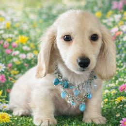 Bandit - Cream male Dachshund puppy in Lincoln, Arkansas from Red Dirt Dachshunds