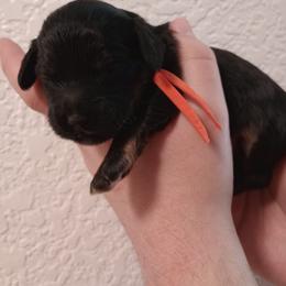 Poppy - Black and tan female Cavapoo puppy in Fairfield, Illinois from Positively Doodles