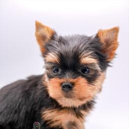 Yorkshire Terrier Puppies from Essence of Grace Yorkies