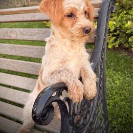 Pippa - Red female Assorted Doodle Crosses puppy in Ohio from Holley Doodles