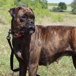 Boxers from Texas Vel-Hi  Kennels