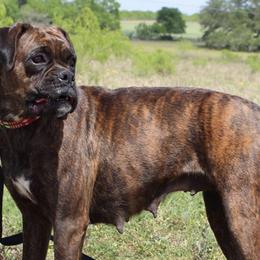 Boxers from Texas Vel-Hi  Kennels