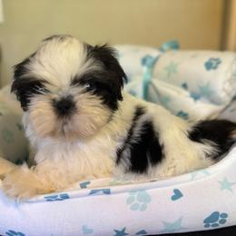 Barry - Black gold and white male Shih Tzu puppy in Tacoma, Washington from Alki Stars Shih Tzu