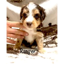 Ranger - Red merle Aussiedoodle puppy in Tonopah, Arizona from Lazy T9 Ranch