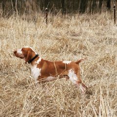 Bracco Italiano and German Wirehaired Pointer All Grown Up from Claddagh Kennel