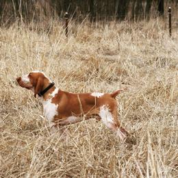 Bracco Italiano and German Wirehaired Pointer All Grown Up from Claddagh Kennel