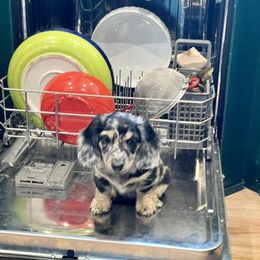 Dachshund Puppies from Strom Ranch