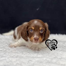 Luna - Chocolate and tan female Dachshund puppy in Nashville, Arkansas from Cuddles n Curls