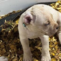 Bruno - Fawn male Cane Corso puppy in Chesapeake, Virginia from 948 Cane Corso