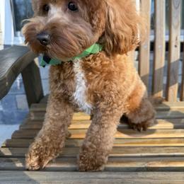 Maddie - Red  female Goldendoodle puppy in Homer, Georgia from Creekside Kennels