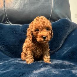 Fonzy - Red  male Poodle puppy in Houston, Texas from YZC Frenchies at 4C Ranch