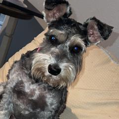 Dolly - Miniature Schnauzer