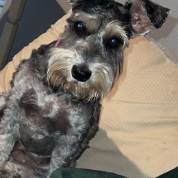 Dolly - Miniature Schnauzer