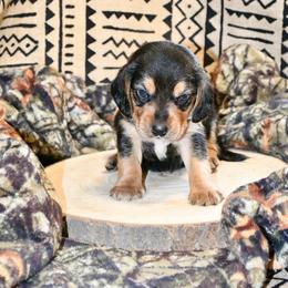 Aragorn - Black and tan male Beagle puppy in Viper, Kentucky from Mountain Top