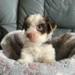 AKC Bill 3.5 K - Chocolate tan and white male Biewer Terrier puppy in Osteen, Florida from Moonshadow Biewer Terriers
