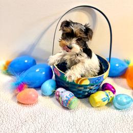 Boy 3 - Parti male Yorkshire Terrier puppy in Jacksonville, Arkansas from Royal Yorkie Terrier