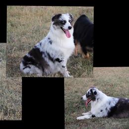 Adele - Miniature Australian Shepherd