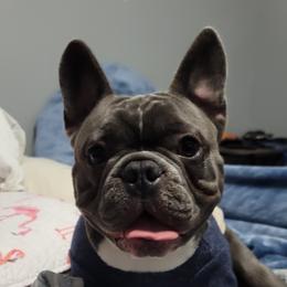 Perry - French Bulldog
