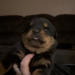 Boy 2 - Black and mahogany male Rottweiler puppy in Detroit, Michigan from Dark Storm Kennels