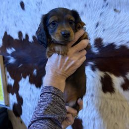 Dachshund Puppies from SchmitZ Dachshunds On The  Concho