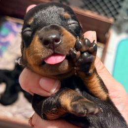 Star (mint girl) 2887.70 - Black and tan female Dachshund puppy in Loris, South Carolina from Dogwood Mountain Dachshunds