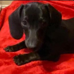 Ebony - Dachshund