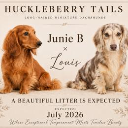 Dachshund puppies from Huckleberry Tails