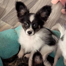 Holly - White and black female Papillon puppy in Joshua, Texas from Summertime Kennels