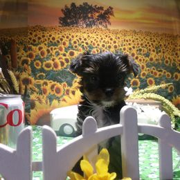 Yorkshire Terrier Puppies from Kristy Jamroz's Yorkshire Terriers
