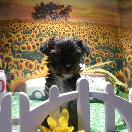 Yorkshire Terrier Puppies from Kristy Jamroz's Yorkshire Terriers