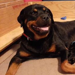 Rottweiler Puppies from C&C Royal Rottweilers