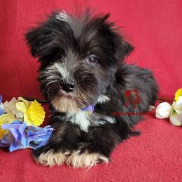 Boy 2 - male Miniature Schnauzer puppy in Fairhope, Alabama from Puppy Sugars Kennels